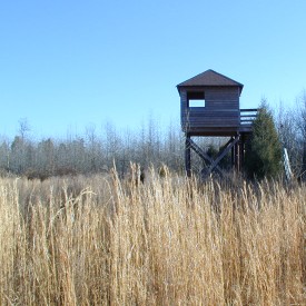 view from observation tower